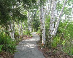 waterfront forest path